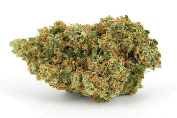 Jack Herer Marijuana Strain